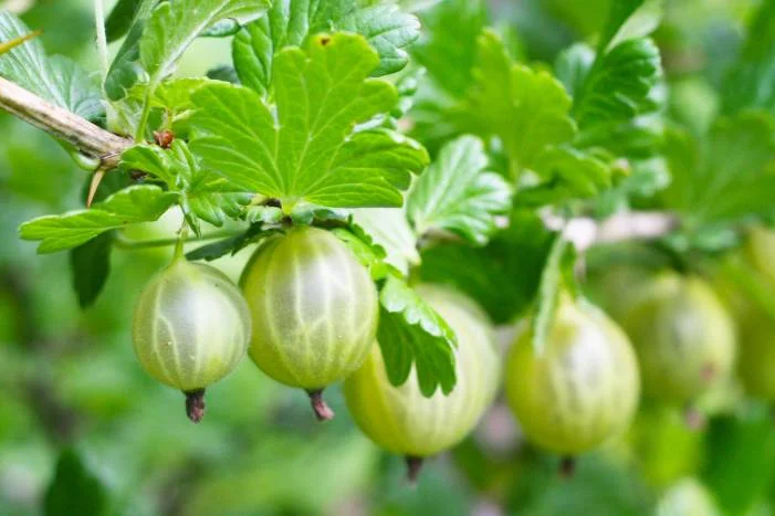 Grüne Stachelbeeren an einem Strauch